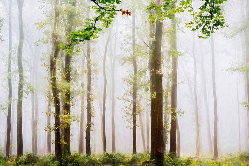 Forêt d'été par Lars van de Goor