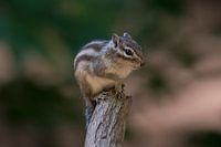 Siberian ground squirrel on top of branch