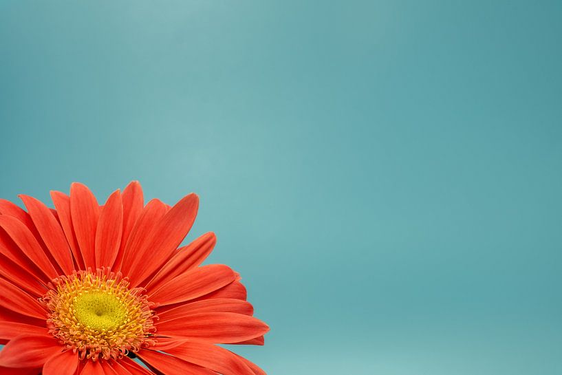 Vue partielle d'un gerbera par Anneliese Grünwald-Märkl