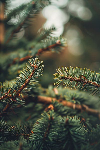 Close-up of Green Pine Needles with Bokeh by Imperial Art House