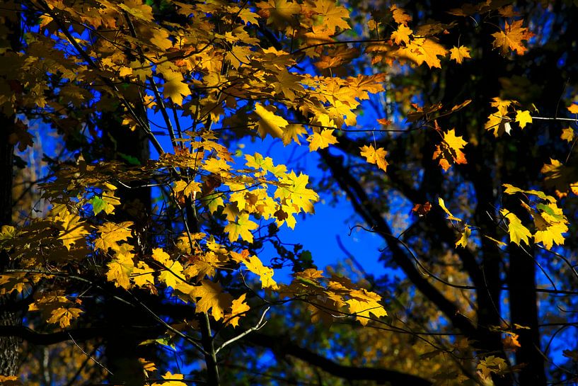 Maple by Thomas Jäger