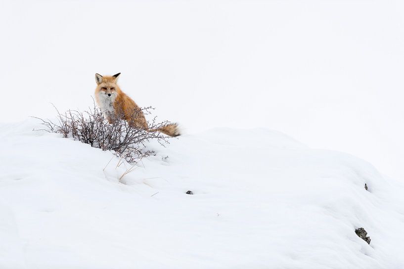 Red Fox ( Vulpes vulpes ) in winter, on top of a hill, watching, Yellowstone NP,  USA. by wunderbare Erde