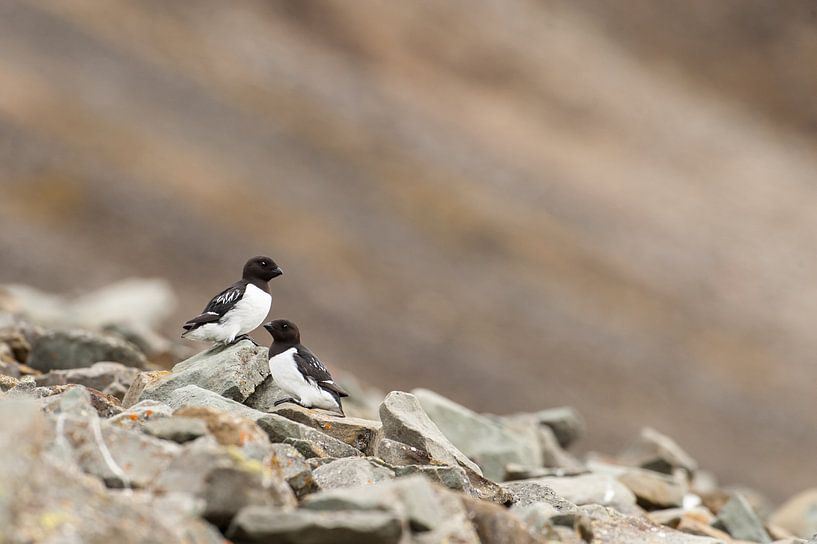 Kleine alken by Stijn Smits