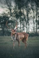 A beautiful fallow deer