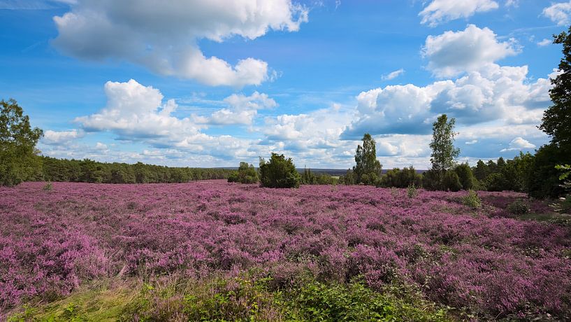 Heather landscape by Bo Valentino
