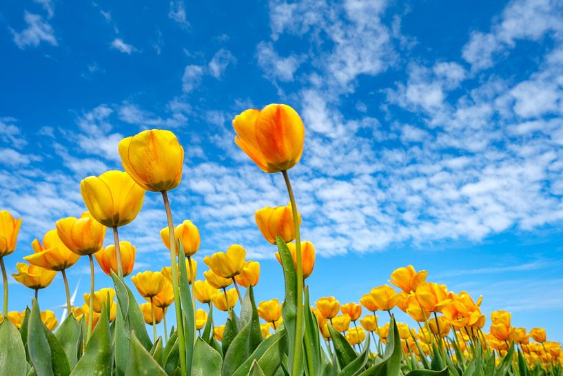 Yellow Tulips growing in a field during springtime by Sjoerd van der Wal Photography