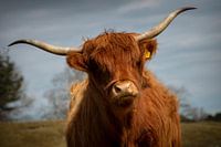 Scottish Highlander in Zeepeduinen , Burgh-Haamstede, Zeeland