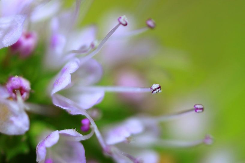 Lovely flowers by Jolanta Mayerberg