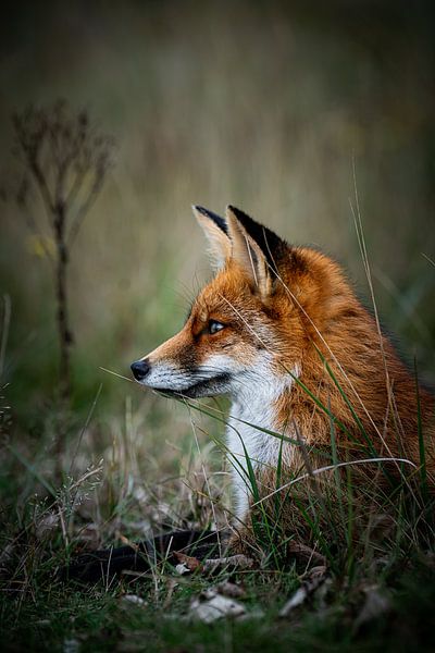 Perfecte positie voor het mooiste plaatje - Vos von Yoan Izetov