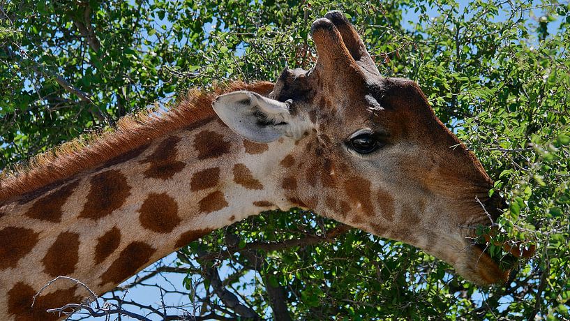 Giraffe pflückt Blätter von einem Baum von Timon Schneider
