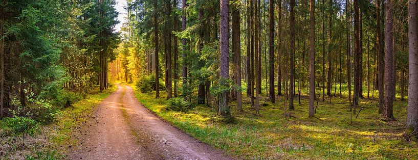 Chemin de terre dans une forêt de pins à feuilles persistantes avec clairière par Alex Winter