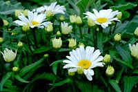 Chamomile flowers with green background