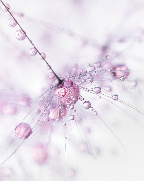 Abstraktion: Rosa Tropfen von Marjolijn van den Berg