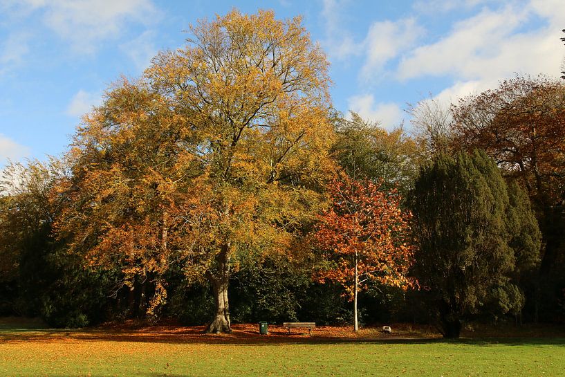 Trees in the park by Pim van der Horst