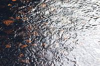 Wasseroberfläche mit einigen Herbstblätter