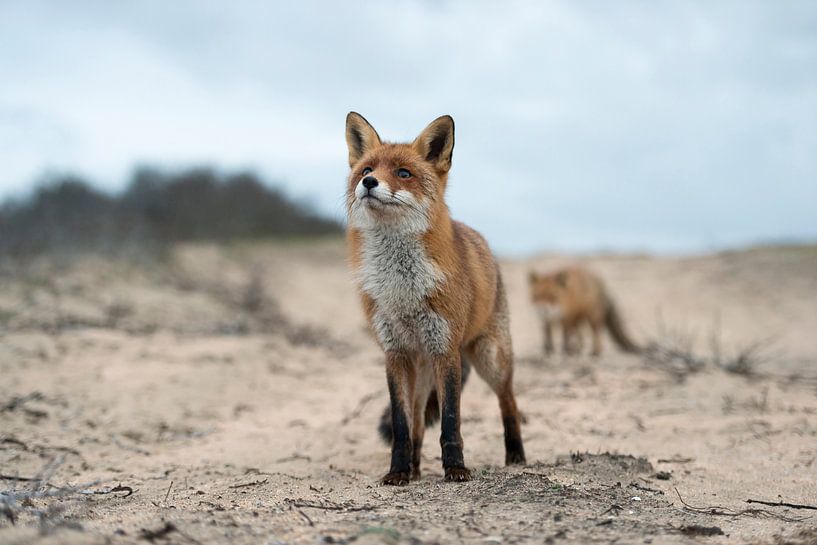 Vos, Vossen par wunderbare Erde