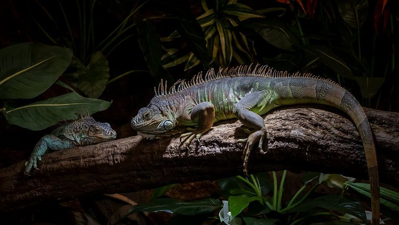 Iguanas by Irma Heisterkamp