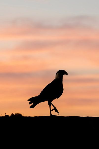Silhouette der Freiheit - Vogel in der Dämmerung von Femke Ketelaar