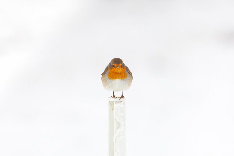 Robin dans la neige en hiver par Bas Meelker