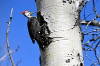 BOWVALLEY PARKWAY  ALBERTA CANADA