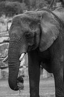 Olifant Calimero van Safaripark Beekse Bergen in zwart-wit