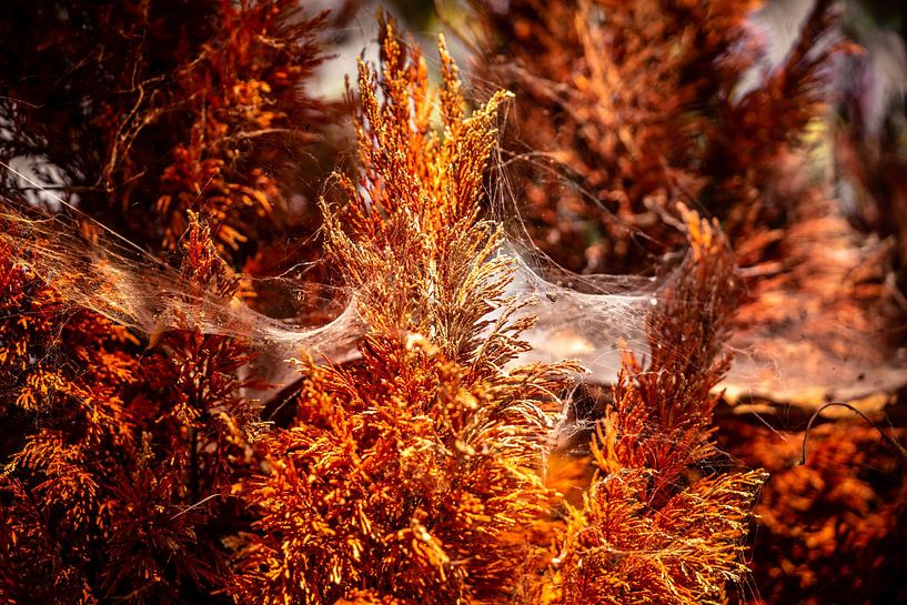 Silk Web In Glowing Amber Light No.3 by Urban Photo Lab
