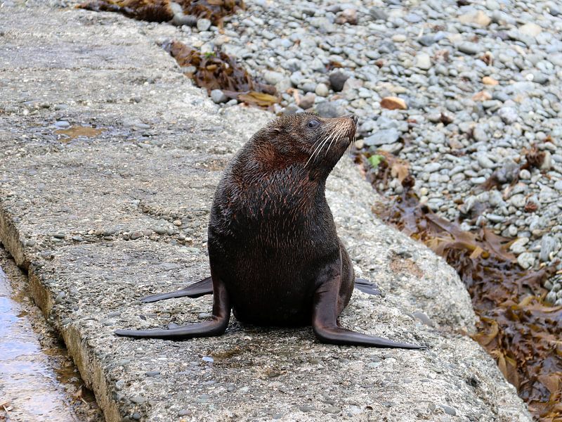 Neuseeländischer Seebär von Matthias Brix
