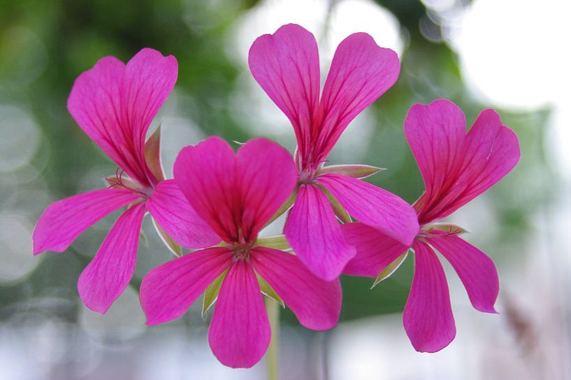 Flowers von John Pex