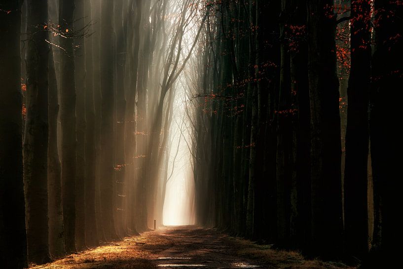 Soft Shine Sunday von Lars van de Goor