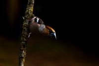 Apfel Fink in lowkey