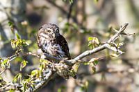 Dwarf owl in 't spring greenery