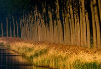 Row of trees along a canal at sunset.