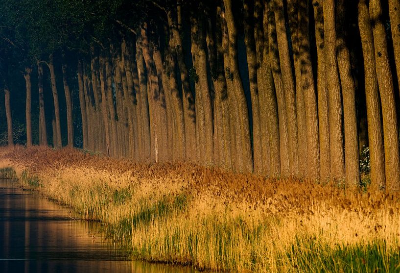 Baumreihe entlang eines Kanals bei Sonnenuntergang. von Louis en Astrid Drent Fotografie