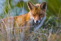 Ein schöner Fuchs in den Dünen der Amsterdamer Wasserversorgung