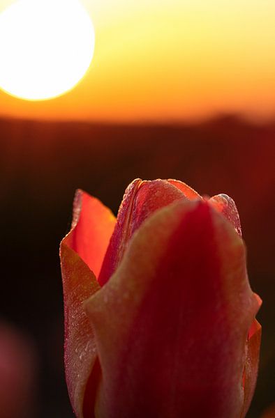 Tulipe au lever du soleil par Davey Bogaard
