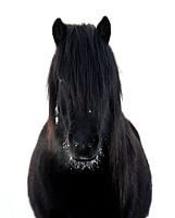 Islandpferd im Schnee