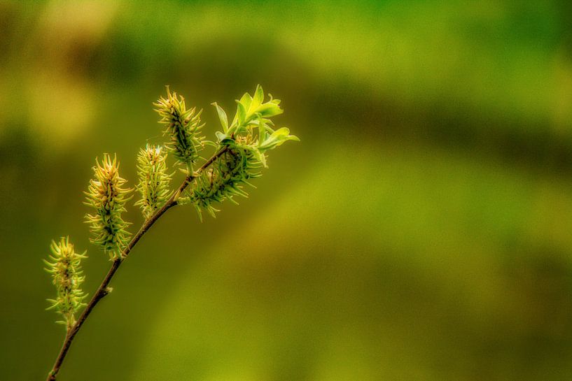 Nature et paysage dans l'Erzgebirge par Johnny Flash