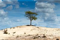 Mistletoe on a dune in the Aekingerzand