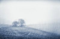 Bäume in einer bewegten Landschaft