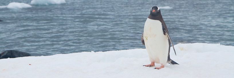 mag ik u voorstellen? de Antarctische zee par Eric de Haan