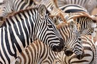 Zébrures de zèbre