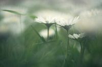 Daisies in the grass