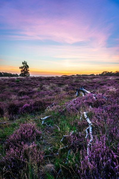 Purple heather and purple skies by Luc van der Krabben