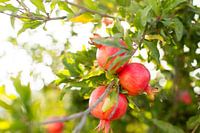Granatäpfel am Baum