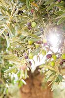 Le soleil brille à travers les branches d'un olivier vert