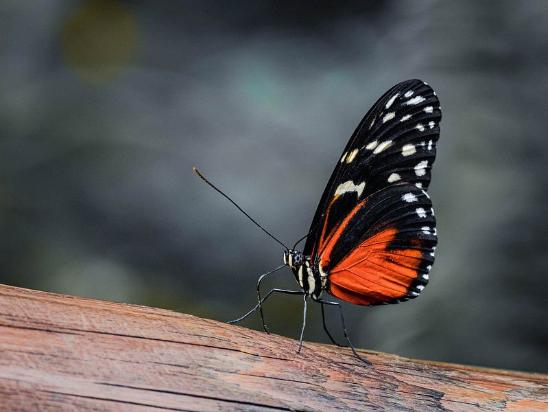 Beauté des papillons par Marjon Woudboer