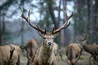 De Prins het Edelhert