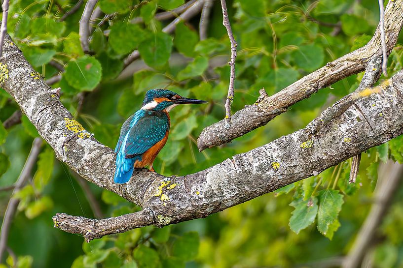 Eisvogel auf der Jagd nach Fischen. von Brian Morgan