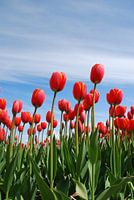 Tulipes rouges