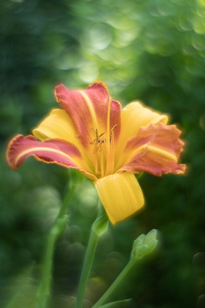 Twee kleurige lelie von ColorsofNaturePhotography Jeanet Groenewoud